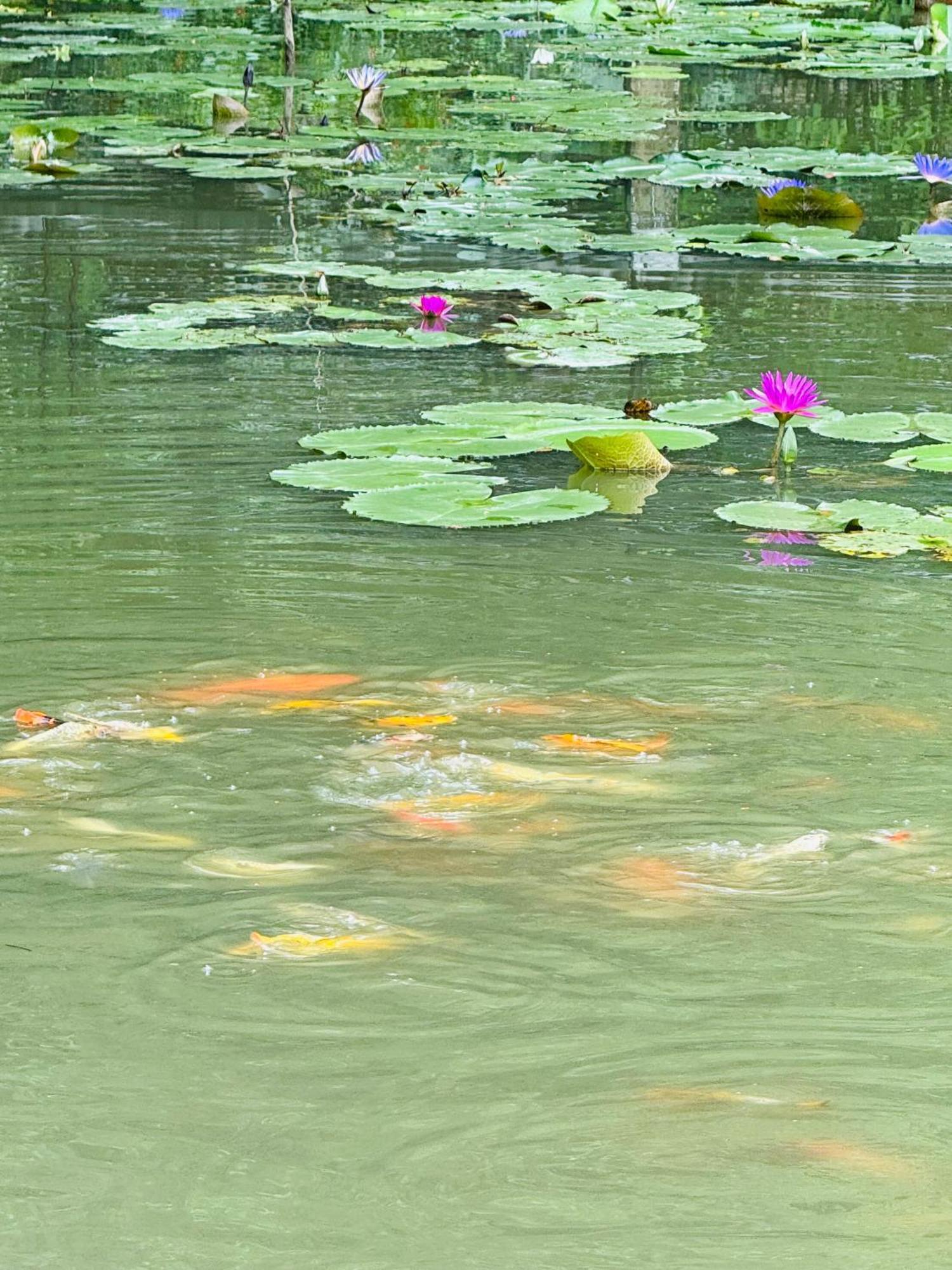 Green Valley Homestay - Thung Lung Xanh Nguyen Ngoai 外观 照片